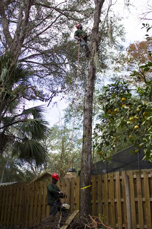 tree services photo gallery in orlando, central florida