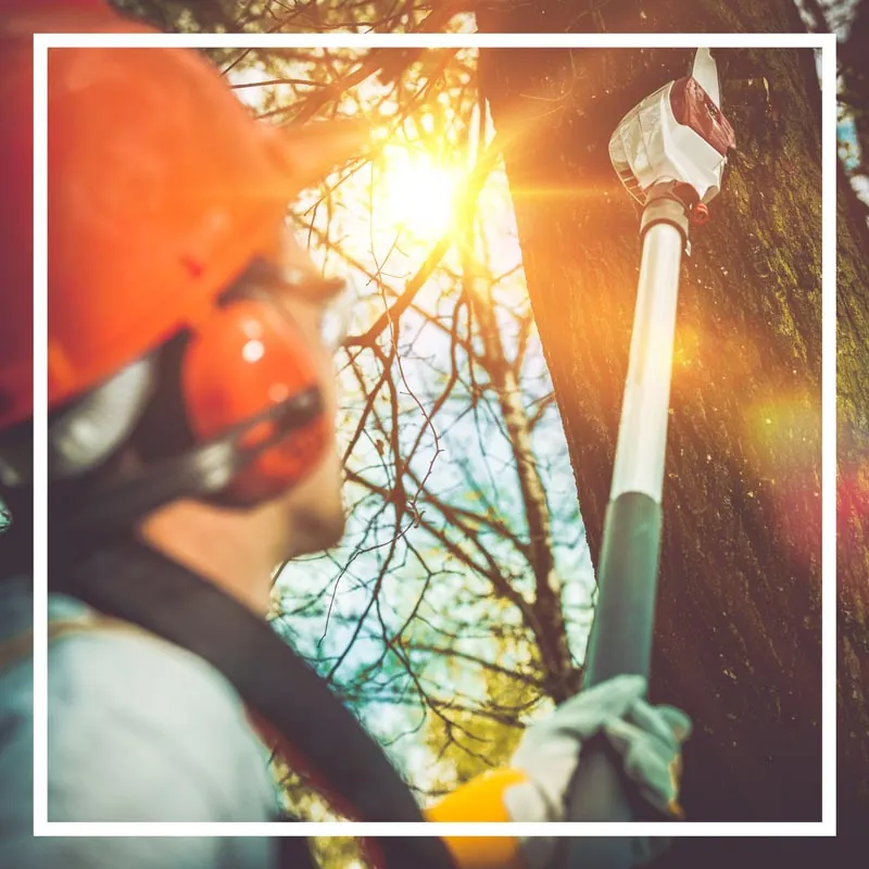 Tree Professionals at A Budget Tree Service, Inc.