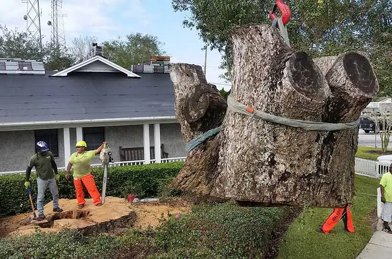 Emergency tree removal services in Winter Park