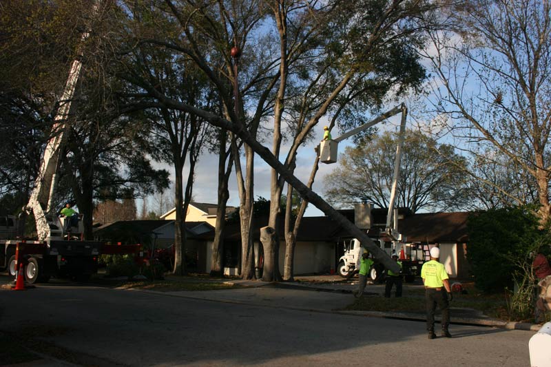 About Professional A Budget Tree Service in Central Florida