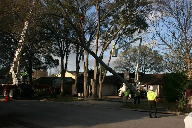 A Budget Tree Service Team in Orlando, FL