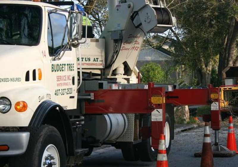Tree Services Photo Gallery in Orlando, Central Florida