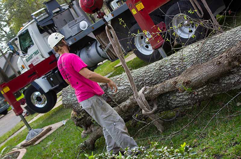 Tree Removal Services in Orlando, FL