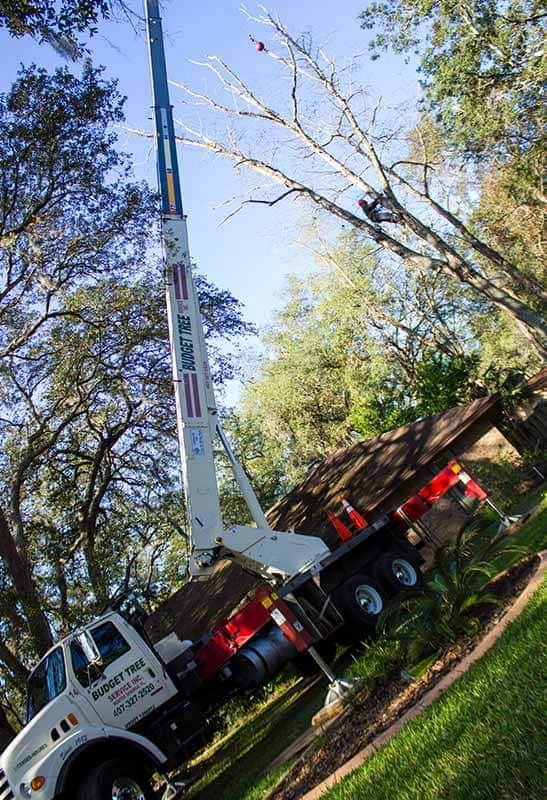 Crane Holding Up A Tree At A Budget Tree Service