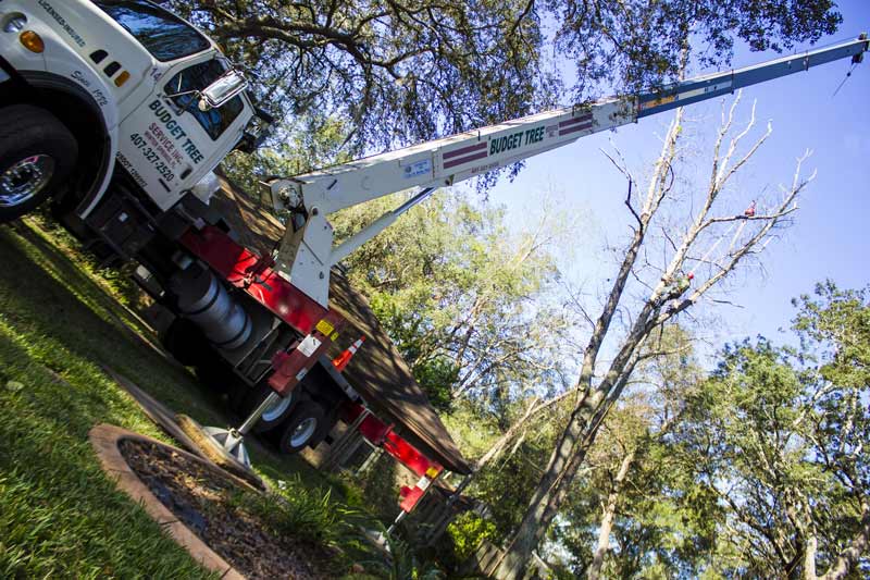 deployed tree service crane