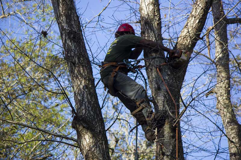 Tree Pruning at A Budget Tree Service Inc. in FL
