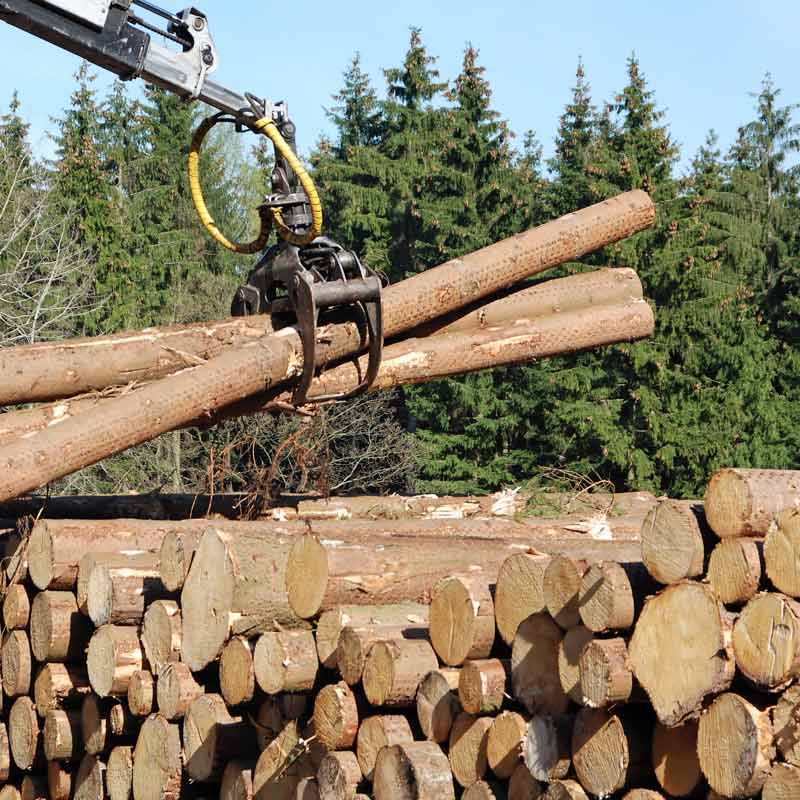Tree Clearing in Orlando, FL by A Budget Tree Service