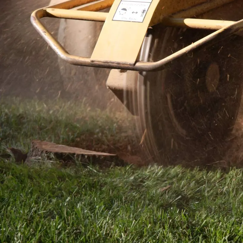 Stump Grinding Services by A Budget Tree Service in Orlando