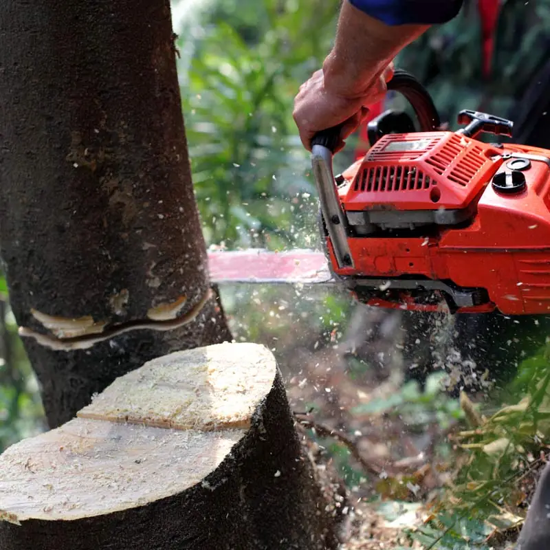 Tree Workers Are Cutting a Tall Tree near a Backyard Fence in Orlando, FL