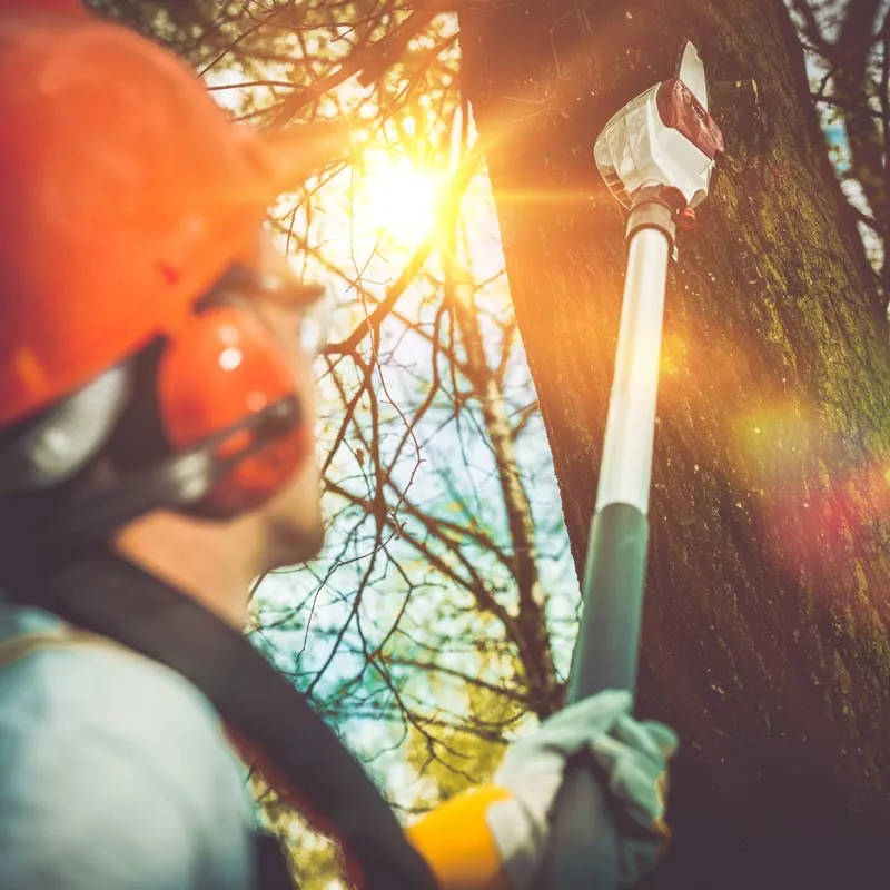 Tree Trimming Service by A Budget Tree Service in Orlando