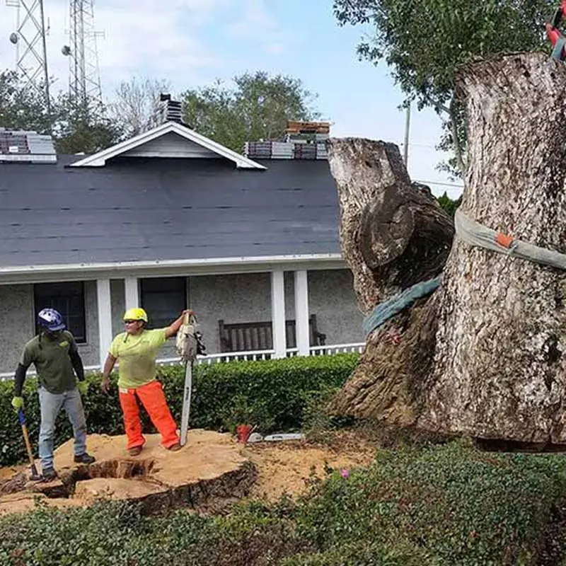 Tree Service Job at A Budget Tree Services in FL
