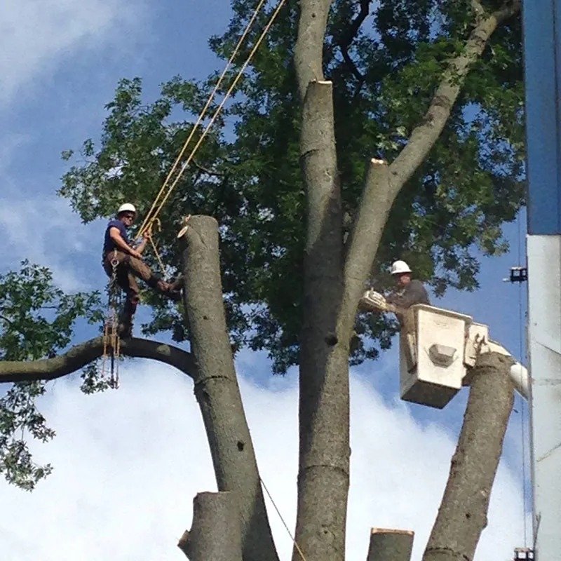 Tree Services by A Budget Tree Service, Inc. in Central Florida