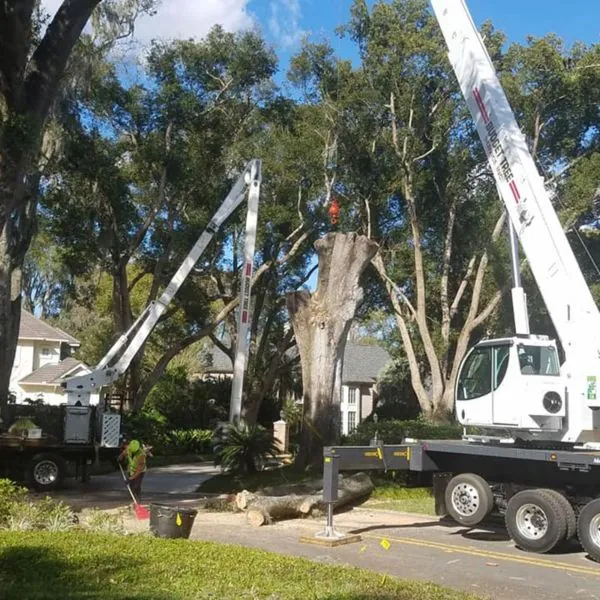 Residential Tree Services in Orlando, FL