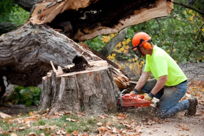 Emergency tree removal services in Winter Park