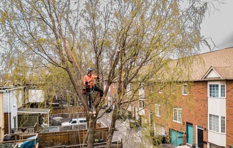 Cutting Leaning Tree in Orlando, FL