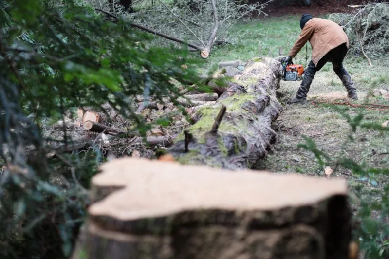 A Man Cutting a Fallen Tree with a Chainsaw in Orlando, FL 