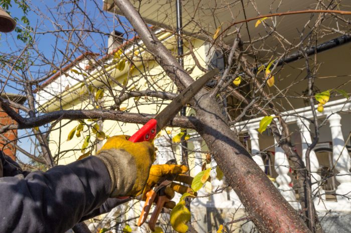 Removing Tree Close To The House in Orlando, FL