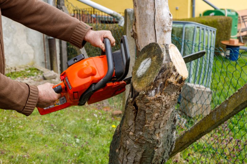 Tree Removal in Orlando, FL