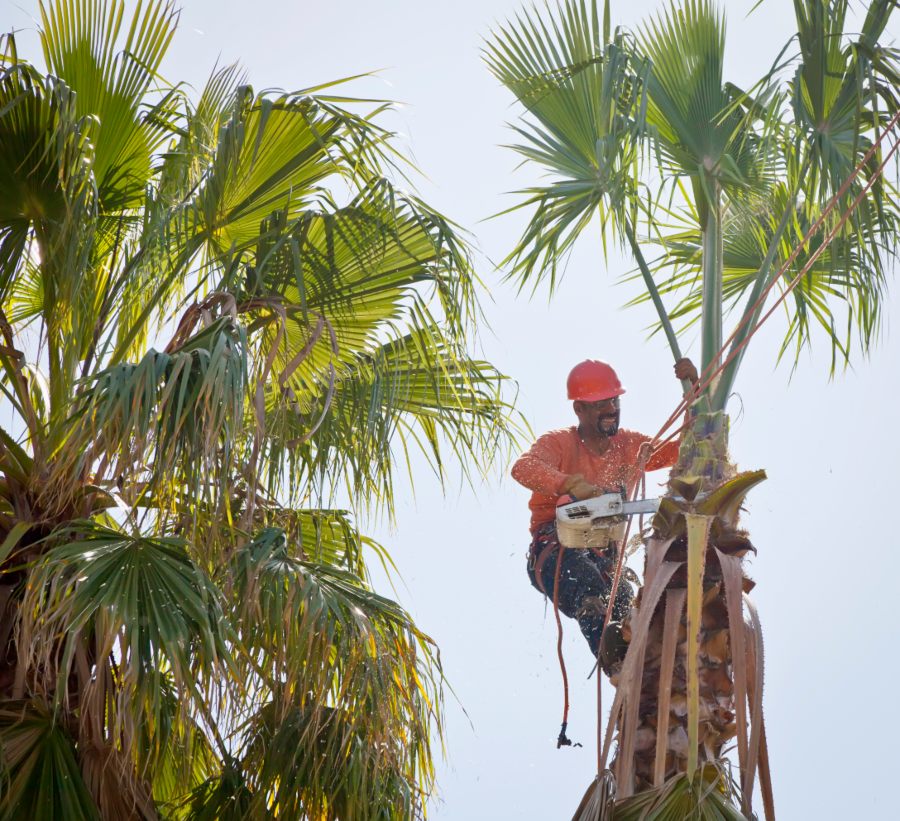 Tree Trimming in Orlando, FL