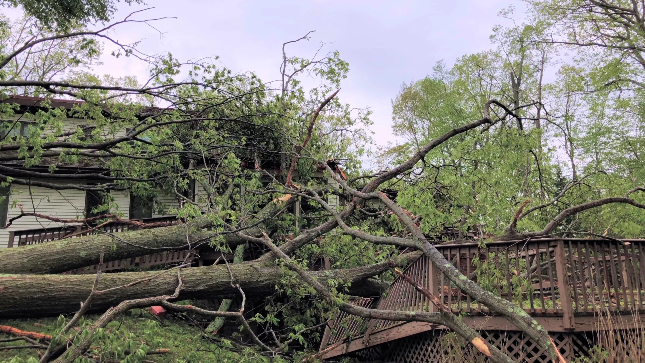 Emergency tree removal services in Winter Park